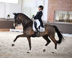 Dressurpferd Chiccolino 8 (Westfale, 2010, von Corlensky G)