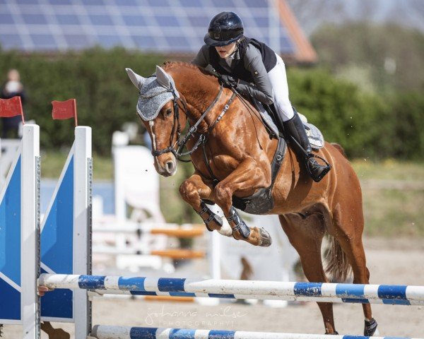Springpferd L 'Royal HD (Westfale, 2020, von Landelin)