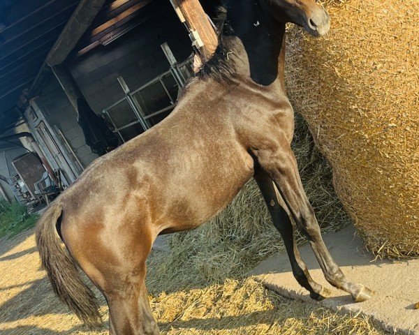 horse Hengst von Charthago Blue / Con Air (Holsteiner, 2024, from Charthago Blue OLD)