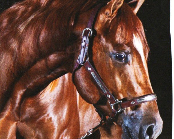 horse Gunner be Good (Quarter Horse, 2008, from Colonels Smoking Gun)