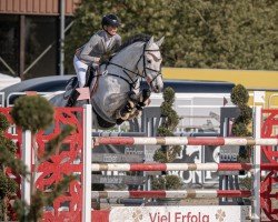 Springpferd Cerwyn Prince de Fondcombe Z (Zangersheide Reitpferd, 2016, von Chellano Alpha Z)