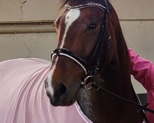 horse Kleine Prinzessin 3 (Hanoverian, 2019, from Kanndarco)