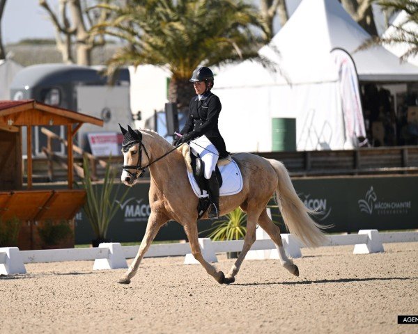 broodmare Nayeli P (German Riding Pony, 2020, from Neverland WE)