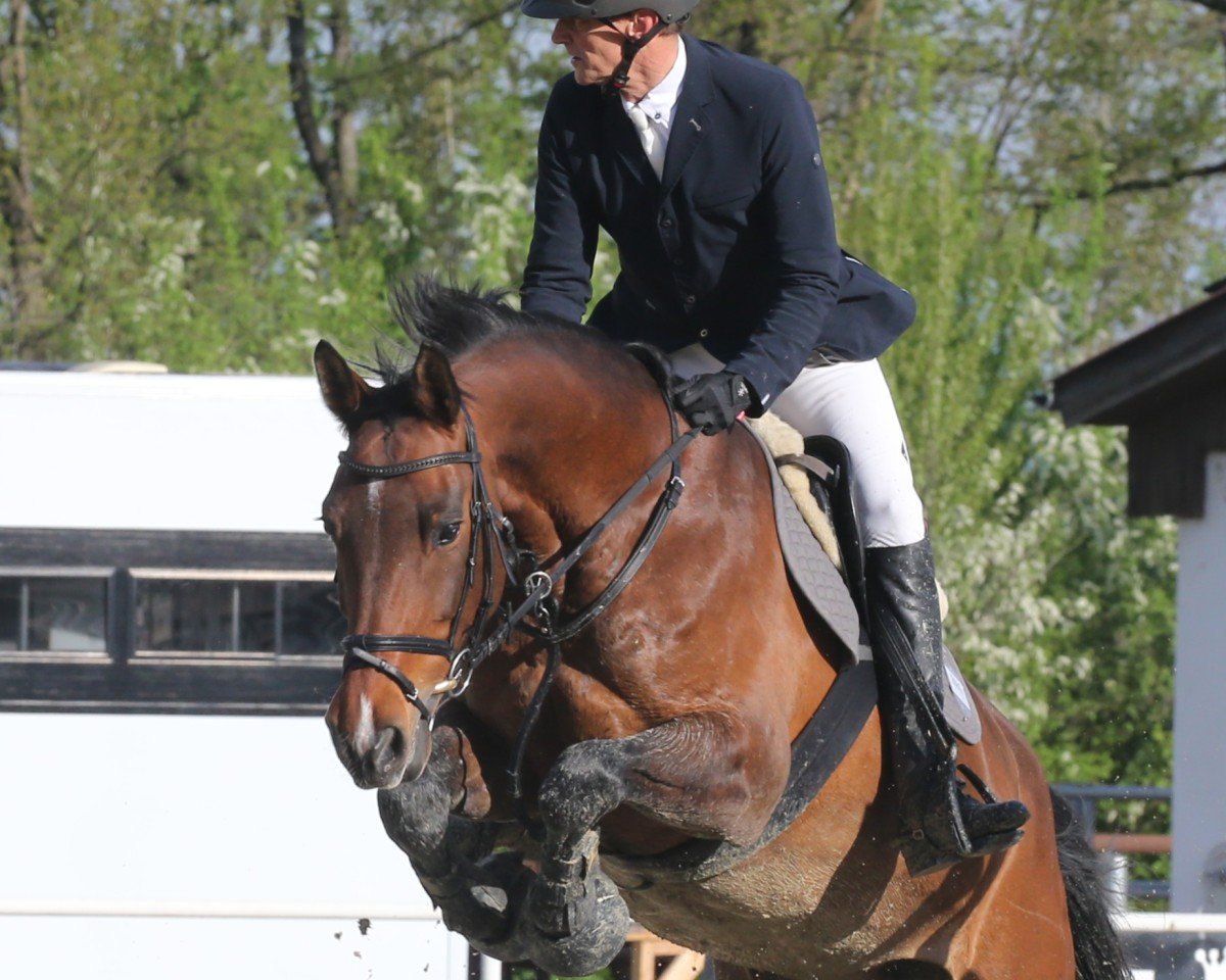 Cavallo da salto Clarima del Pierre (Holsteiner, 2012, di Clarimo Ask)