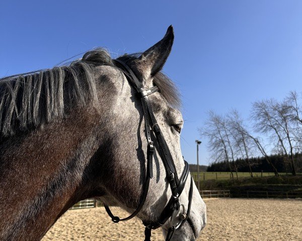 jumper Cabaluna 3 (Westphalian, 2019, from Cornado NRW)