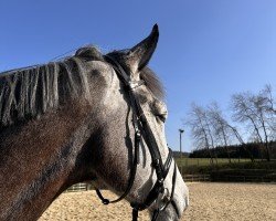 jumper Cabaluna 3 (Westphalian, 2019, from Cornado NRW)