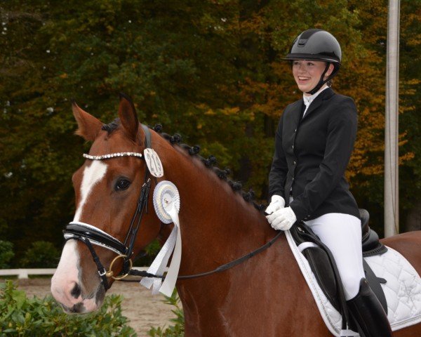 Springpferd Zorro JB (Westfale, 2019, von Zoom) Springpferd Zorro JB (Westfale, 2019, von Zoom)