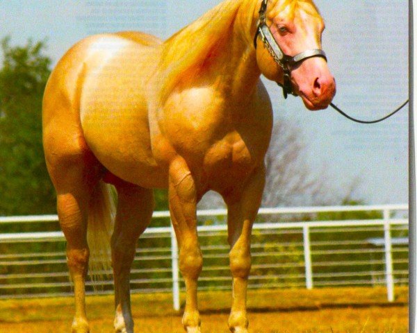 stallion Busy Winin Chex (Quarter Horse,  , from Nu Chex To Cash)