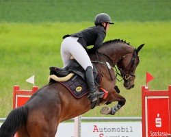 jumper Kalé le beau (Hanoverian, 2019, from Kétanou)