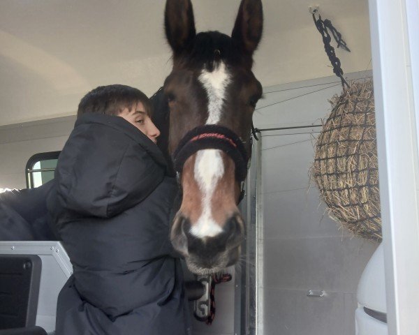 broodmare Happy Ally (Latvian Warmblood, 2020, from Hampton Van 'T Merelsnest)