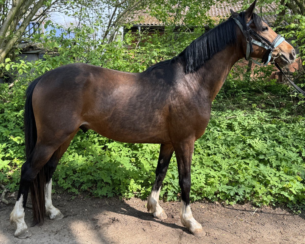 horse Boogies Farbenfroh (German Riding Pony,  , from Boogie Woogie)
