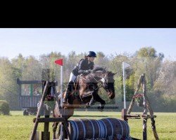 Springpferd Bacardi Oakheart 2 (Ungarisches Warmblut, 2015)