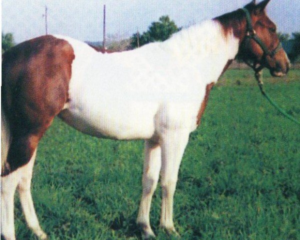 Pferd Smart Flyer (Paint Horse, 1999, von Delta Flyer)