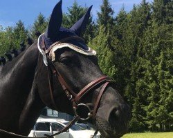 broodmare Enya (Hanoverian, 2003, from Embassy I)