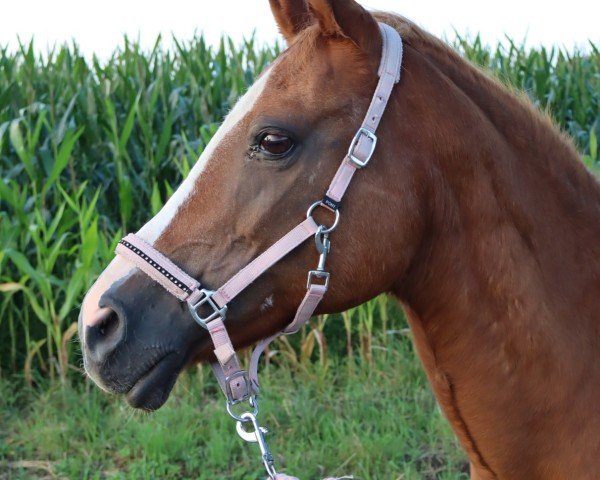 horse Beach Baby v.Hof (German Riding Pony, 2001, from Guinness RH)