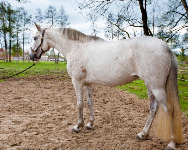 horse Extremena (Andalusier, 2018)