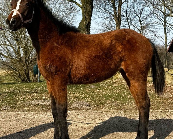 horse Rain Smart Dragon (Quarter Horse, 2024)