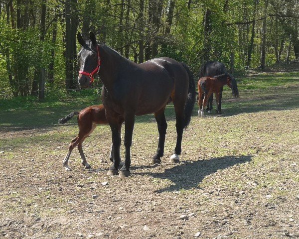 Zuchtstute Beatrix (Schweres Warmblut, 2013, von Ellington)