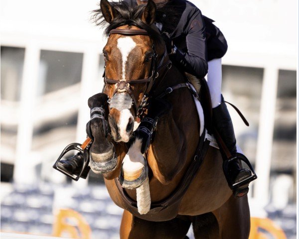 Springpferd Killossery Kaiden (Irish Sport Horse, 2010, von Lux Z)