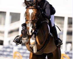 jumper Killossery Kaiden (Irish Sport Horse, 2010, from Lux Z)