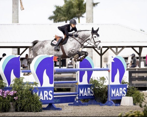jumper Billy Everest (anglo european sporthorse, 2013, from Billy Congo)
