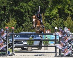 jumper Dakota de L'Ardrais (Selle Français, 2013, from Urlevent du Bary)