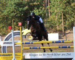 jumper Montenegro 23 (Saxony-Anhaltiner, 2002, from Manhattan)