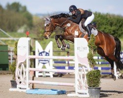 jumper Cara Jolie SL (Oldenburg, 2017, from Cachassini)