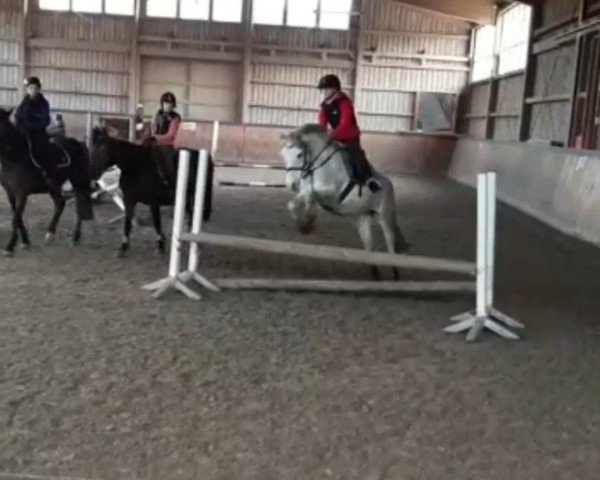 dressage horse Nick (German Riding Pony, 2011, from Nazib) dressage horse Nick (German Riding Pony, 2011, from Nazib)