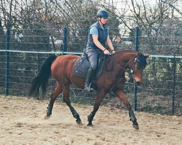 horse COF Jassim (Arabian purebred, 2019, from COF JustTRU)