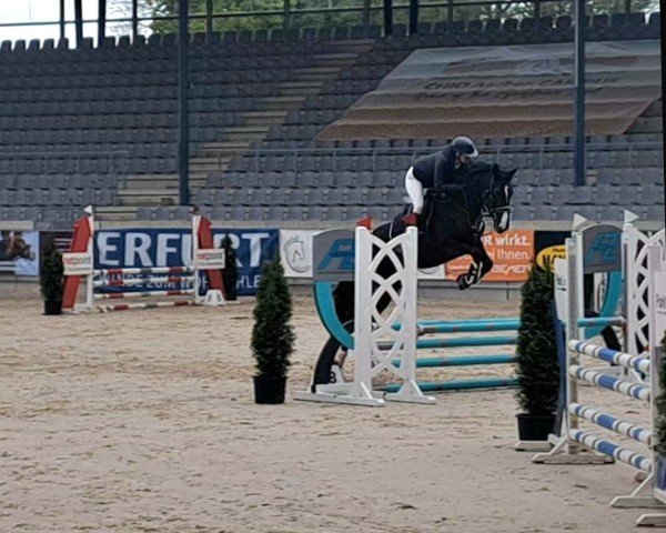 jumper Talielle van de Zuurhaege Z (Zangersheide riding horse, 2021, from Taloubet Z)