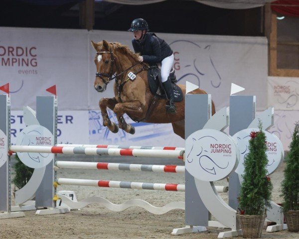 jumper Chin Fizz (Westphalian, 2014, from Chin Quin)
