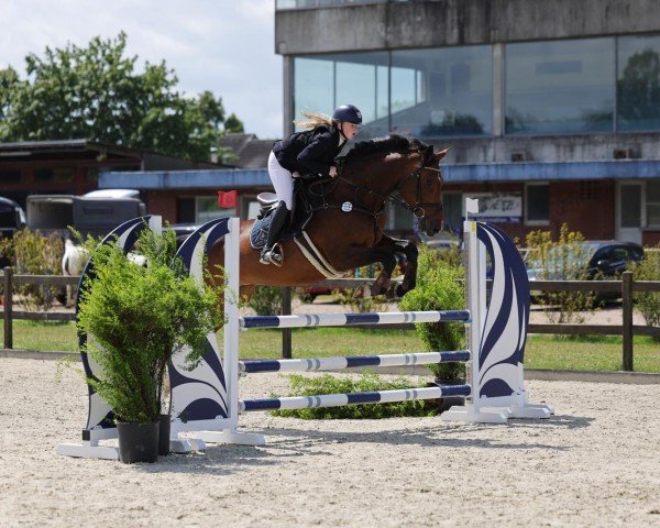 jumper Piekfeine 2 (Holsteiner, 2011, from Contendro I) jumper Piekfeine 2 (Holsteiner, 2011, from Contendro I)