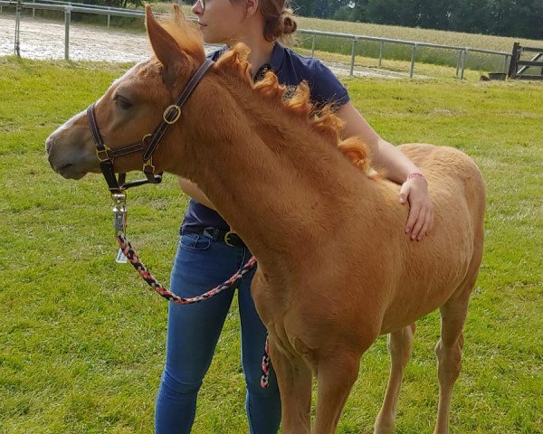 Pferd Holla die Waldfee (Deutsches Reitpony, 2021, von Higgins)