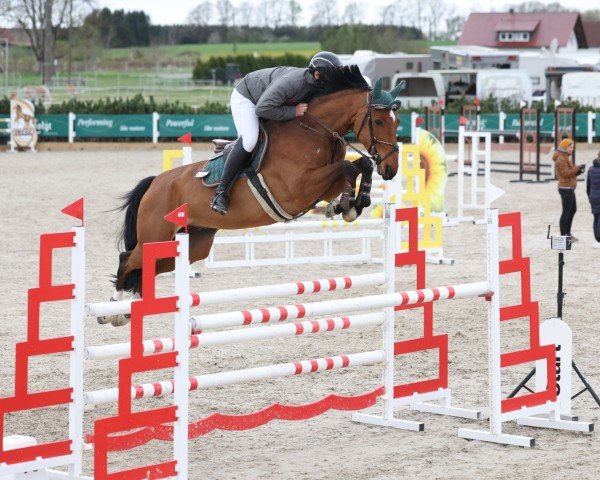 Springpferd MSW Cabana Blue (Oldenburger Springpferd, 2017, von Caballero 80)
