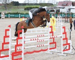 Springpferd MSW Cabana Blue (Oldenburger Springpferd, 2017, von Caballero 80)