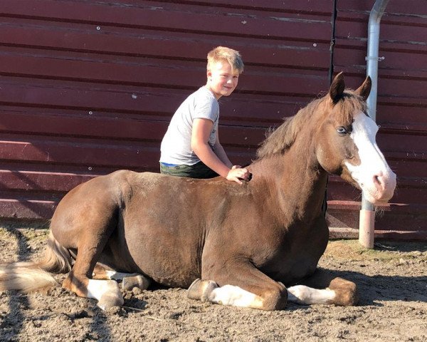 jumper Mastro's Salivan (German Riding Pony, 2007, from Blokland's Hoeve's Mr. Silvano)