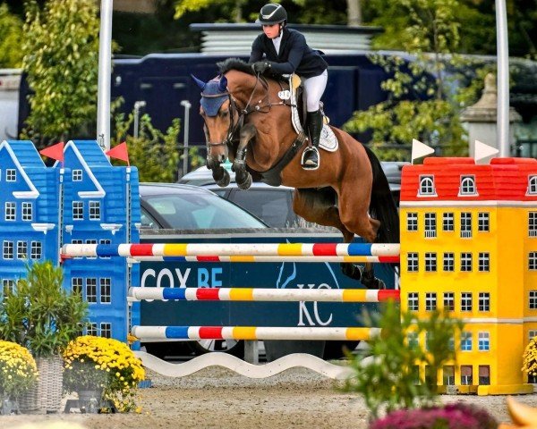 jumper Caletto Cool PS (Oldenburg show jumper, 2015, from Centadel)