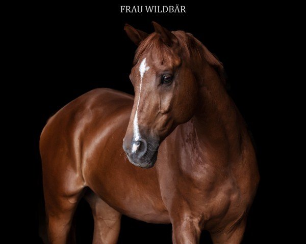 horse Van Mariano (Hanoverian, 2012, from Valentino)