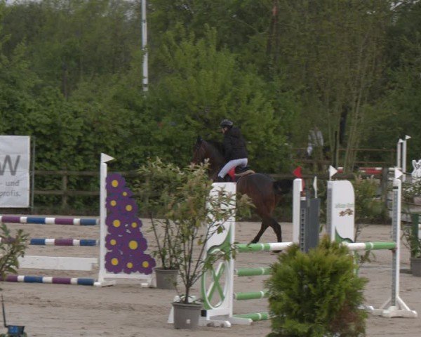 Reitturnier Nienberge 2025