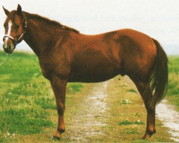 Pferd Hes A Smart Peppy (Quarter Horse, 1991, von Smart Chic Olena)