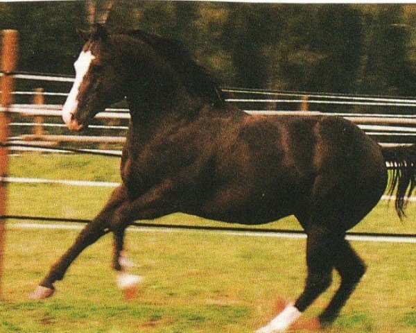 horse Ripples Black Wonder (Quarter Horse, 1990, from Shades Of Wonder)