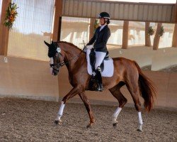 Dressurpferd Wilmalotta S (Oldenburger, 2018, von Feu D'Or 2)