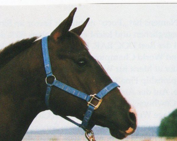 horse Passing The Time (Quarter Horse, 1991, from Barpasser)