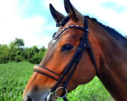 dressage horse Happy Day S (Holsteiner, 2015, from Stanfour 4)