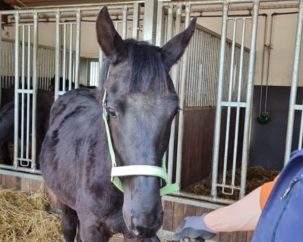 Pferd Top Gun (Oldenburger, 2024, von Total Hope OLD)