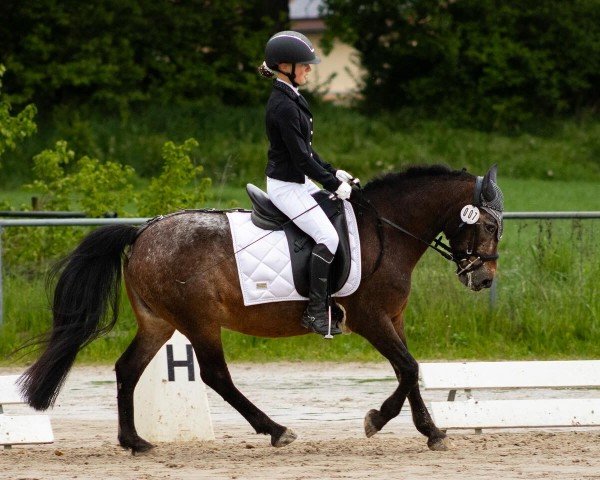 Dressurpferd Kelly (Pony ohne Rassebezeichnung, 2011)