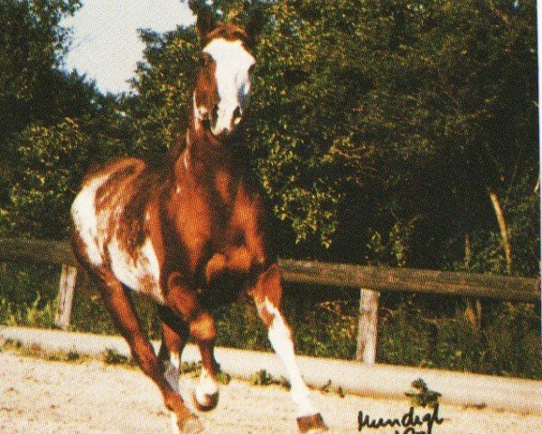 horse Three Star Verse (Paint Horse, 1988, from Versary Bars)