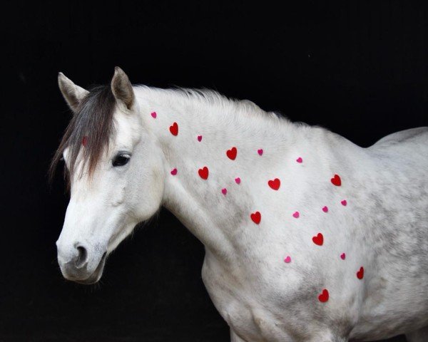 Pferd Steverheides Dilara (Deutsches Reitpony, 2016, von Darubi Gold)