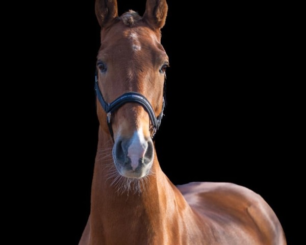 Springpferd Florus (KWPN (Niederländisches Warmblut), 2010, von Victory)